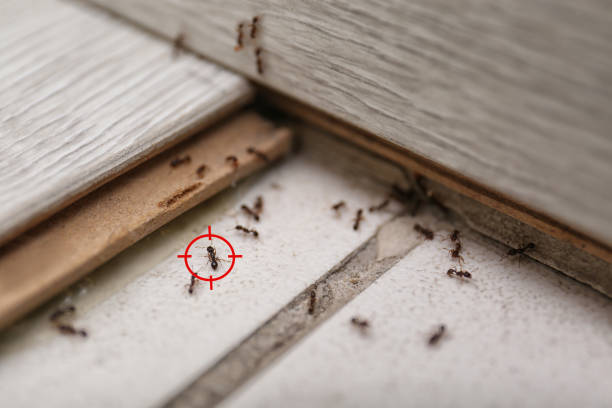 Best Exterminator Services  in Anacortes, WA