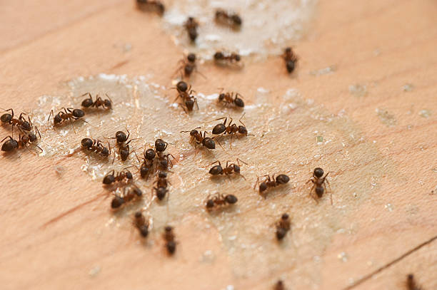 Best Affordable Pest Control Services  in Anacortes, WA