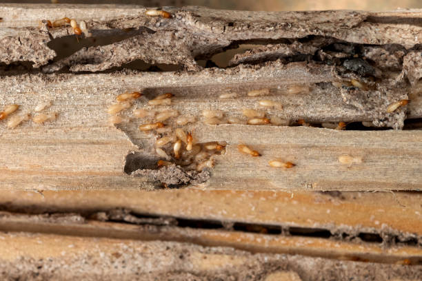 Pest Control for Restaurants in Anacortes, WA