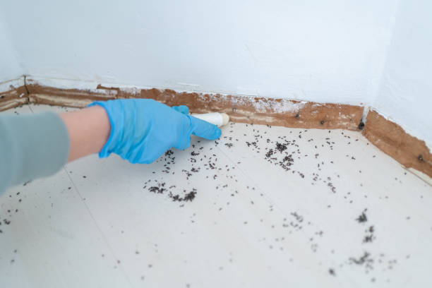 Best Best Pest Control Companies  in Anacortes, WA